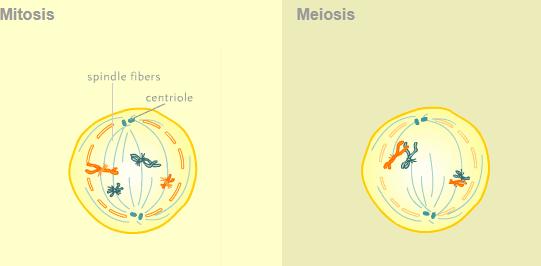 <p>Mitosis </p><p><span style="font-size: medium;">The centrioles are now at opposite ends of the cell.</span><br><br><span style="font-size: medium;">The spindle fibers from both of the centrioles attach to each one of the chromosomes.</span></p><p>Meiosis: ProMetaphase I</p><p><span style="font-size: medium;">Same as in mitosis, except that the spindle fibers from each centriole attach to one chromosome of a matching chromosome pair.</span><br><br><span style="font-size: medium;">In other words, the fibers from one centriole attach to 23 chromosomes, and the fibers from the other centriole attach to the other 23 chromosomes. (Again, only four chromosomes are shown here in order to simplify the illustration.)</span></p>