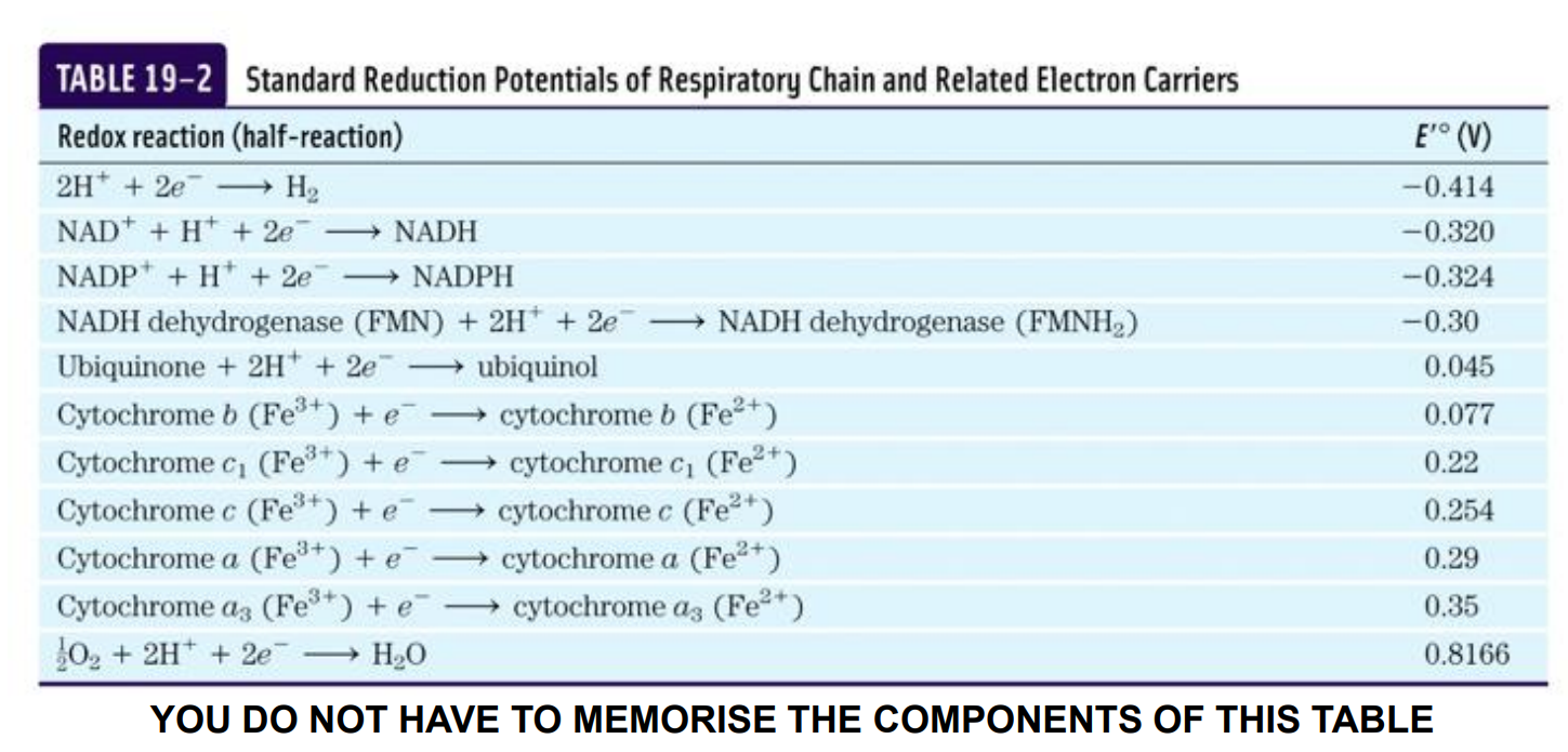 <p>Where is the electron transport chain located?</p>