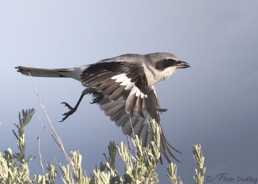 <p>Common name<br>Family</p>