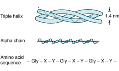 <p>Glycine</p>