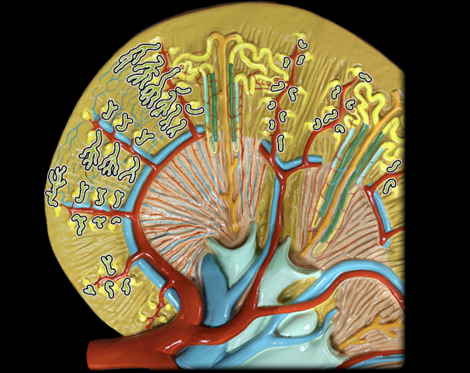 <p><strong>What structure is highlighted? </strong></p>