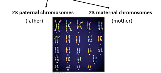 <p>All have a nucleus with 46 chromosomes (23 pairs) = diploid (2n)</p>