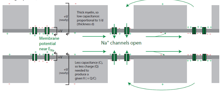 <p><span style="font-family: Calibri;">-Entire internode undergoes AP waveform (more or less):&nbsp; just requires v. little charge to do so.</span></p><p><span style="font-family: Calibri;">-Na+ influx i.e. active ‘regeneration’ of AP is what actually ‘jumps’ from node to node.</span></p><p></p><p><span style="font-family: Calibri;">-Safety factor 5 to 10 internodes: axial current spreads far enough to trigger AP 5 to 10 nodes ahead if intervening nodes disabled</span></p>