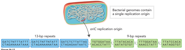 <ul><li><p>prokaryotic replication is initiated at a single sequence in the bacterial genome called oriC</p></li><li><p>two key elements(both very AT rich to faciliate unwinding of dsDNA):</p><ul><li><p>three repeats of a highly conserved 13-bp sequence</p></li><li><p>four repeats of a conserved 9-bp sequence </p></li></ul></li></ul><p></p>