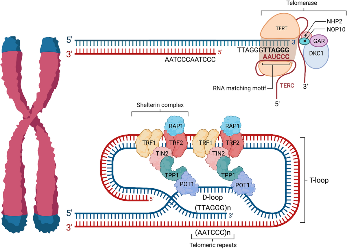<p>Structure of telomere</p><ul><li><p>consists of specialised <strong>nucleoprotein</strong> which are complexes composed of<strong> telomeric DNA bound by specific proteins</strong></p></li></ul><ol><li><p><mark data-color="yellow" style="background-color: yellow; color: inherit;">telomeric repeat sequence varies between organisms</mark></p></li><li><p><mark data-color="blue" style="background-color: blue; color: inherit;">in humans and other vertebrates, telomeric DNA consists of long stretches of hundreds to thousands of tandem repeats of a short nucleotide sequence with a </mark><strong><mark data-color="blue" style="background-color: blue; color: inherit;">high G content</mark></strong></p></li><li><p><mark data-color="red" style="background-color: red; color: inherit;">human telomeres contain hundreds to as many as 2000 tandem repeats of the sequence </mark><em><mark data-color="red" style="background-color: red; color: inherit;">5’-TTAGGG-3’</mark></em></p></li><li><p><mark data-color="purple" style="background-color: purple; color: inherit;">the 3’ end of the G-rich strand extends 12-16 nucleotides beyond the 5’ end of the complementary C-rich strand, forming a</mark><strong><mark data-color="purple" style="background-color: purple; color: inherit;"> 3’ single-stranded overhang</mark></strong></p></li></ol><p>(single-stranded - unstable; recall: end replication problem - no free 3’ OH = shorter daughter strand)</p><ul><li><p>this overhang folds back on itself to form a <strong>hairpin loop</strong> called a <strong>telomere loop (t-loop)</strong></p></li><li><p>single-stranded 3’ overhang invades an upstream telomeric repeat to displace the same sequence in an upstream region of the telomere and base pair with the complementary strand, forming a t-loop</p><ul><li><p>formation and stabilisation of the t-loop involves various proteins</p></li></ul></li></ul><p>(more detailed explanation: </p><p>3’ overhang loops around and invades the preceding double-stranded telomeric DNA —> when it inserts itself into the DNA, it displaces one of the original strands, creating a small bubble known as D-loop) </p><p></p>