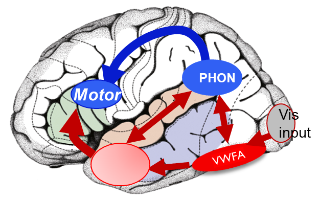 <ul><li><p>Visual input → VWFA ←→ phonological representation and motor command to say sounds</p></li><li><p>No meaning activation </p></li></ul><p></p>