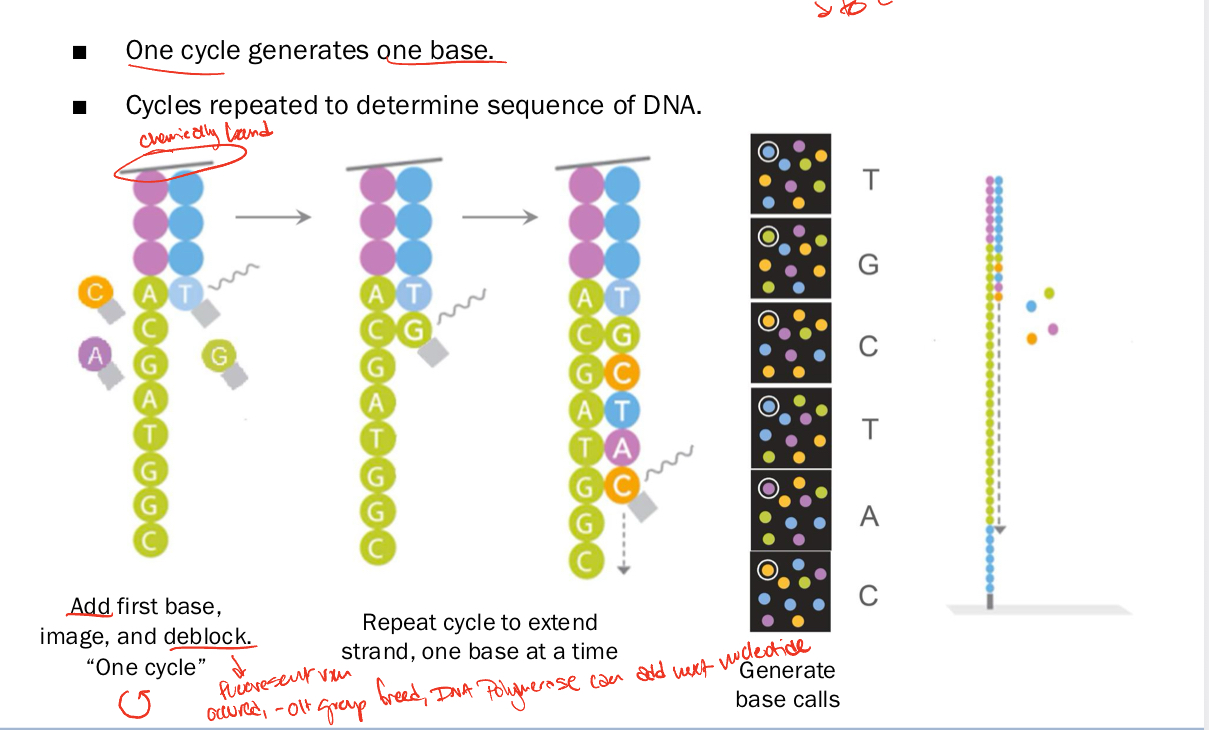 <p>Illumina sequencing by synthesis</p>