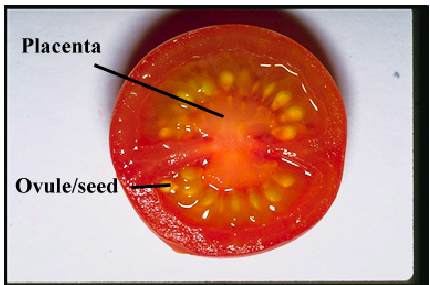 <p>Archaeplastida: Plantae: Tracheophyta: Spermatophyta: <strong>Angiospermae (9: Fruits: ovule, ovary ) </strong></p><img src="https://assets.knowt.com/user-attachments/07595658-6325-4c03-bde0-5890b2e4808d.jpg" data-width="50%" data-align="center"><p></p>