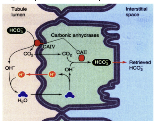 <p>CAII is a intracellular carbonic anhydrase that forms HCO3- from OH- and CO2 while CAIV is extracellular and is involved in breaking HCO3- into CO2 and OH- in the lumen in order to transport it into the epithelial cell</p>