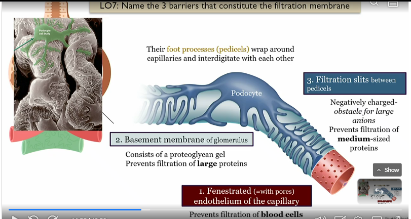 <p>prevents filtration of blood cells, innrmost layer of glommerulus</p>