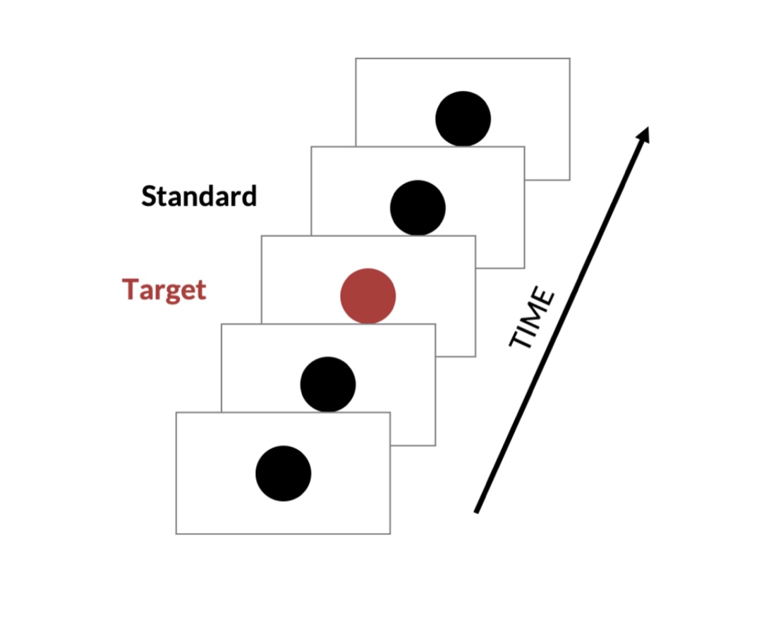 <ul><li><p>presents rare targets (red circles) among common standards (black circles)</p></li><li><p>participants press one button for targets, and another for standards </p></li></ul><p></p>