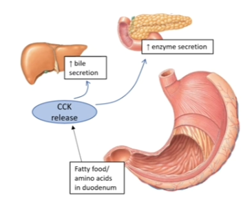 <ul><li><p>endocrine hormone of the digestive tract</p></li><li><p><span><u>Source:</u> enteroendocrine <u>I cells</u> in the duodenum</span></p></li><li><p><span><u>Released:</u> when fats and undigested proteins enter the duodenum</span></p></li></ul><p></p>