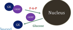 <p>1. F-6-P encourages Glucokinase Regulatory Protein to bind to glucokinase → translocated to the nucleus → inactivation of enzyme → no more glycolysis</p><p>2. When [Glucose] ↑↑ → Competes with GKRP for GK binding → GK goes back to cytosol where it can participate in glycolysis to generate ATP/NADH</p>