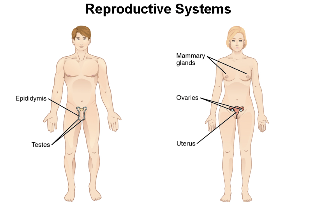<p>Produces offspring. Main organs: ovaries and testes</p>