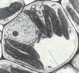 <p>Central vacuole</p>