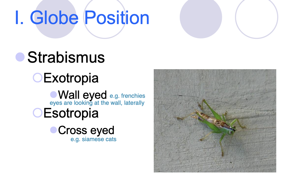 <p>Wall eyes - lateral strabismus</p>