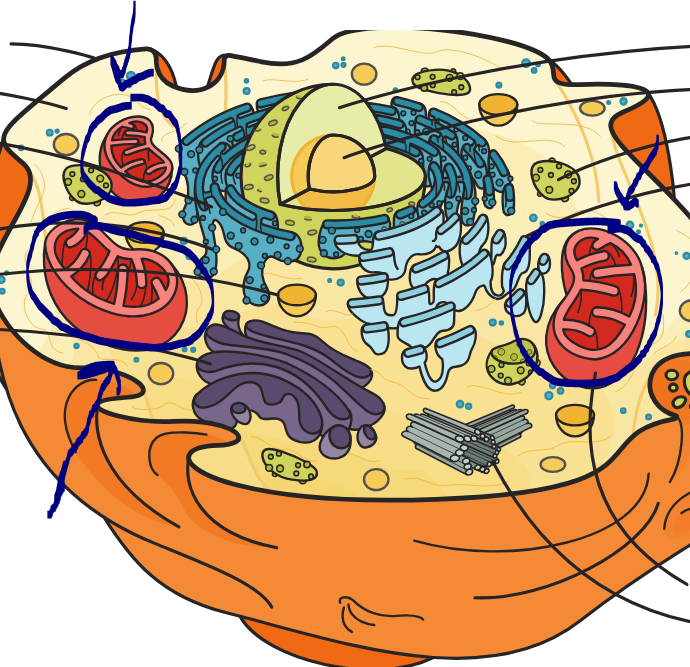 <p>What part of the cell is this?</p>