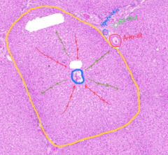 <p>What is circled in yellow in this image</p>