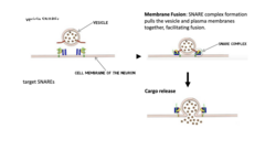 <p>- Promote fusion of vesicles at the correct target membranes</p><p>- Basically pulls the vesicle and PM together → fuses</p>