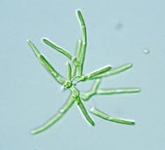 <p>Identify</p>