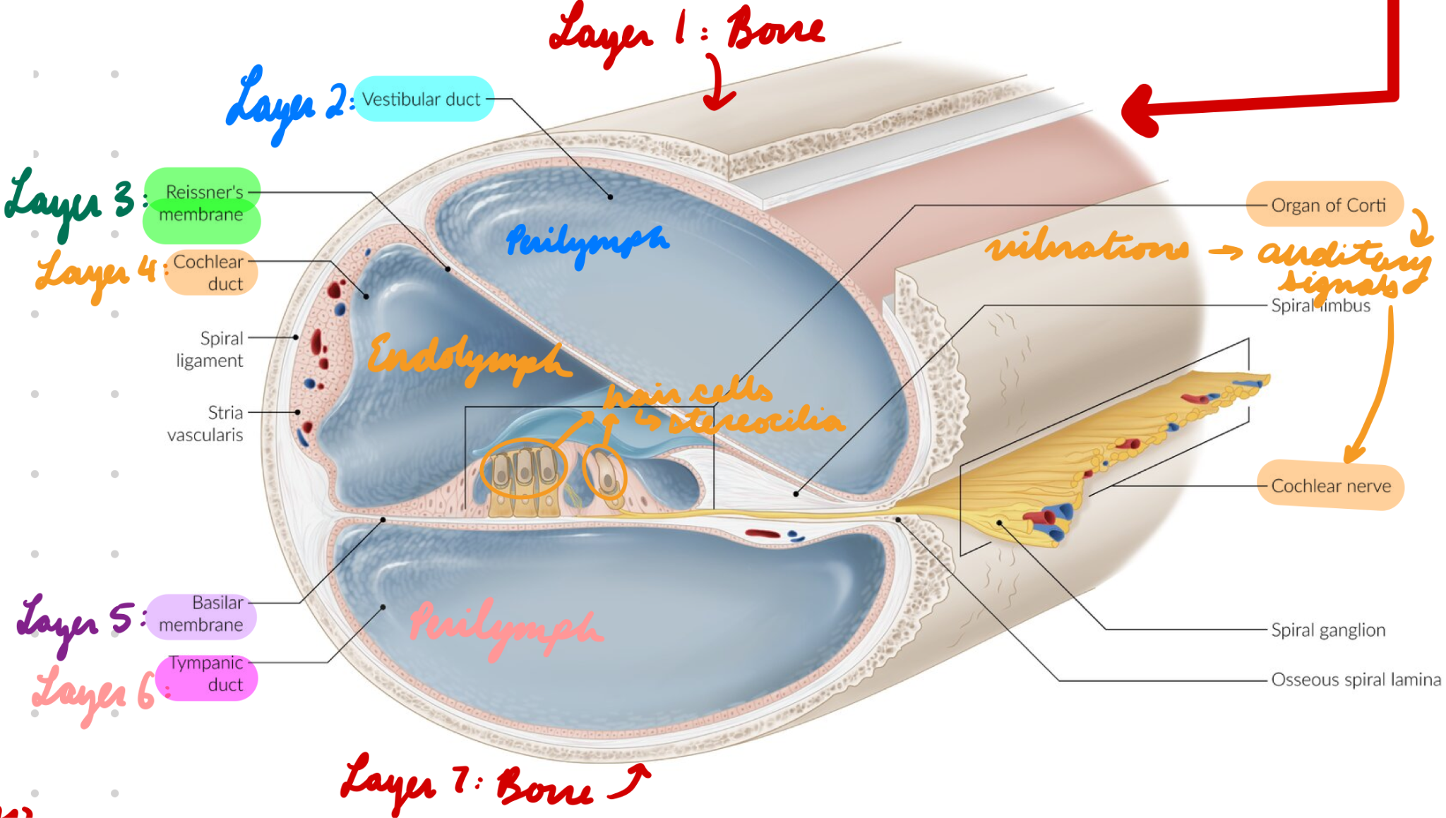 <p>Filled with endolymph</p><p>Organ of Corti: Transform vibrations → Auditory neural signals</p>