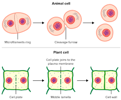 <p><span style="font-family: "Source Sans Pro", sans-serif;">The cytoplasm divides between the two new cells </span></p>