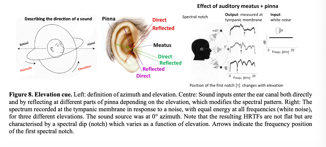<ul><li><p>the input wave has a wavelength that is equal or shorter than that of the head</p></li><li><p>RESULT: different spectra seen at the end of the ear canal</p></li><li><p>this is the <strong>Head related transfer function</strong>:</p><ul><li><p>how sound is altered by the head and pinnae <strong>BEFORE </strong>entering the ear canal on to the tympanic membrane</p></li></ul></li></ul><p></p>