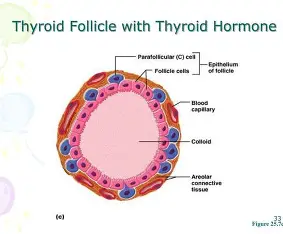 <p>TSH → secrete thyroid hormone (T3+4)</p><p>T4 + T3 function = regulates metabolism</p><p>cells are cuboidal epi cells that line the thyroid follicles</p>
