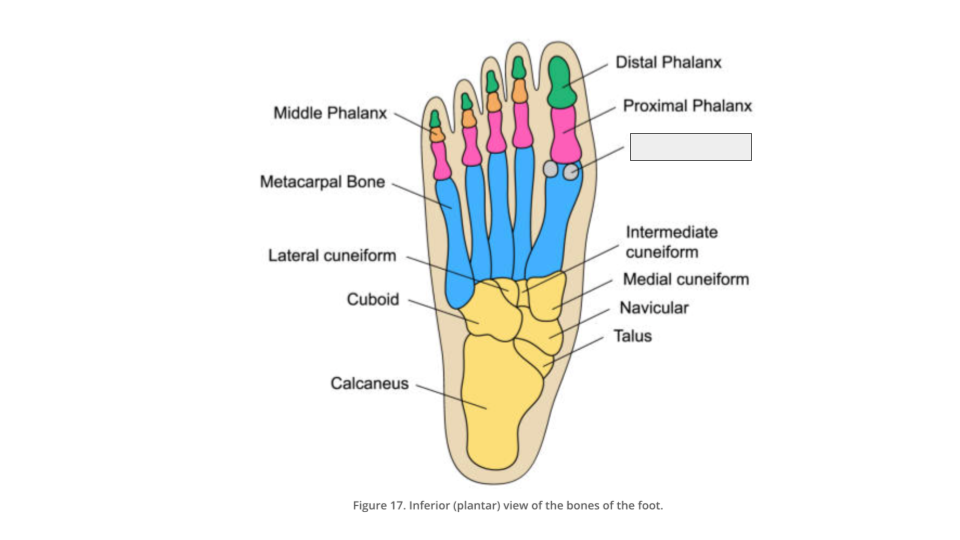 <p><span>The&nbsp;first metatarsal bone&nbsp;usually has two </span><strong>_________ bones</strong><span>&nbsp;on the inferior (plantar) side, near the MTP joint. Both these bones can be found within the tendon of&nbsp;</span><strong>flexor hallucis brevis </strong><span>muscle.</span></p>