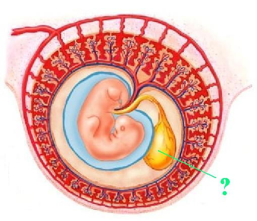 <p><span>Identify the indicated structure.</span></p>