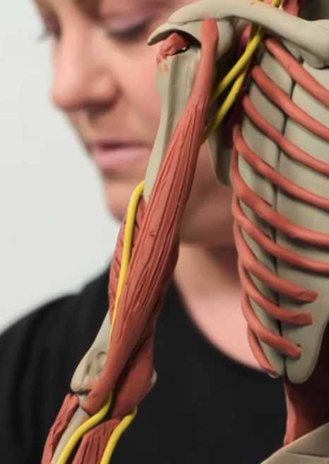 <p>Location: Inner/medial portion of front upper arm</p>