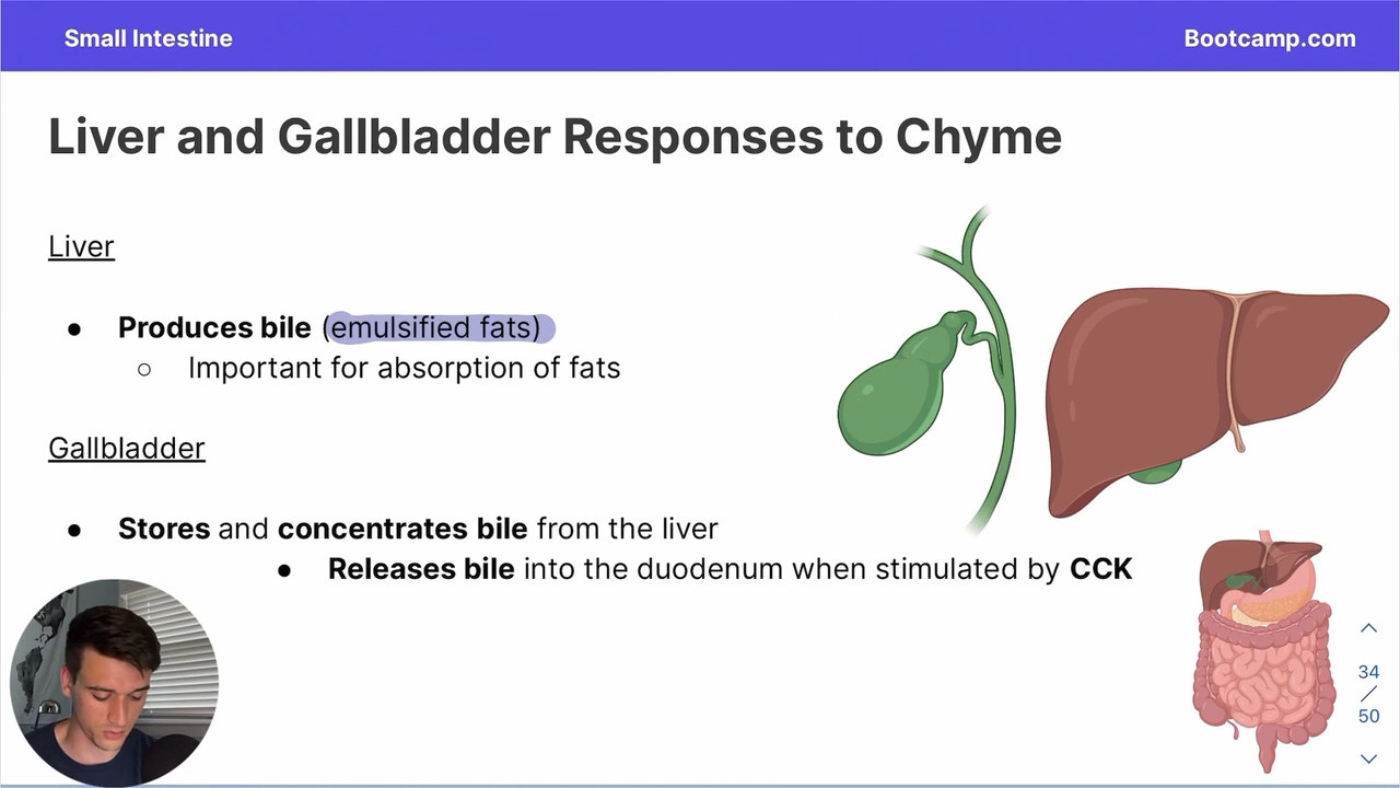 <p>it produces bile </p>