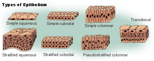 <p>Epithelial Tissue</p>