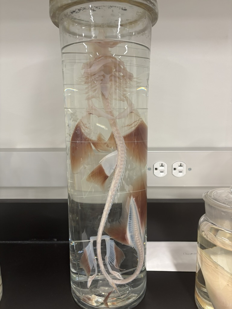 <p>What is this (phylum, subphylum, superclass, class, common name, what is it made of)?</p>