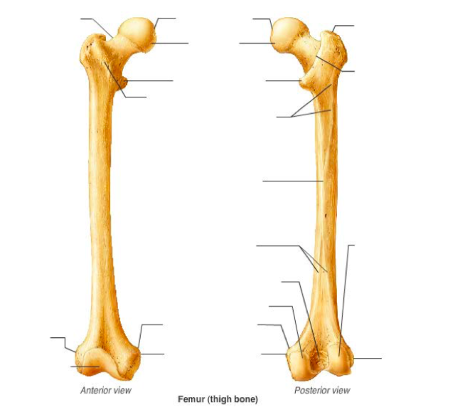 <p>Label these parts of a femur</p><ul><li><p>head</p></li><li><p>fovea capitis</p></li><li><p>neck</p></li><li><p>greater trochanter</p></li><li><p>lesser trochanter</p></li><li><p>trochanteric fossa</p></li><li><p>intertrochanteric crest </p></li><li><p>intertrochanteric line</p></li><li><p>gluteal tuberosity</p></li><li><p>spiral line</p></li><li><p>linea aspera: medial and lateral lips??</p></li><li><p>condyles: medial and lateral</p></li><li><p>epicondyles: medial and lateral</p></li><li><p>supracondylar ridges: medial and lateral</p></li><li><p>adductor tubercle</p></li><li><p>intercondylar fossa</p></li><li><p>popliteal surface</p></li><li><p>patellar surface</p></li><li><p>articular surface for the tibia: medial and lateral</p></li></ul><p></p>