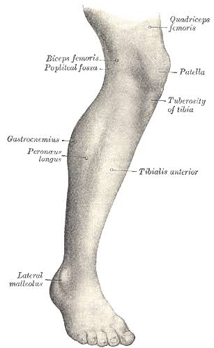 <p>腿</p>
