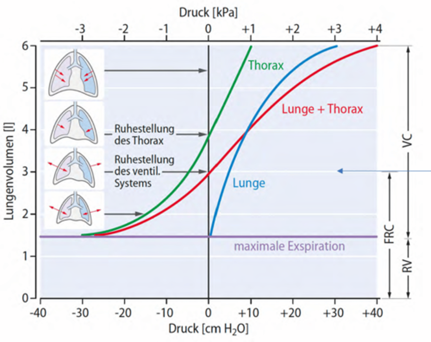 <p>Beschreiben passives Dehnungsverhalten von Lunge / Thorax</p><p>-Lungenvolumen in Abhängigkeit vom dehnenden Druck</p><p>-Zeigt die elastischen Kräfte bei verschiedenen Lungenvolumina</p><p>-Gilt bei entspannter Atmungsmuskulatur</p>