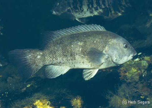 <p><strong><em><u>Wrasse family; </u></em></strong><span style="background-color: transparent;"><strong><em><u>Fat fleshy lips, human conical teeth, </u></em></strong></span></p><p><strong><em><u>Female = molted, Males = black & white w spot</u></em></strong></p><p><span style="background-color: transparent;">crushers all the way down the throat, Males usually just Mottled, white spot behind pectoral, white belly, Females have bars </span></p><ul><li><p></p></li><li><p><strong>General:</strong> Thick-bodied, dark-colored, blunt head, strong crushing teeth, large lips, chin barbel</p></li><li><p><strong>Size:</strong> Avg. adult <strong>30–50 cm (12–20 in; 1.0–1.6 ft)</strong>, <strong>1–5 kg (2.2–11 lb)</strong>;</p><ul><li><p>large adults commonly reach (20–30 in; 1.6–2.5 ft) and (11–22 lb).</p></li></ul></li><li><p><strong>Key IDs:</strong></p><ul><li><p><strong>Dark brown to black mottled coloration</strong> (often “dirty” or camouflaged look).</p></li><li><p><strong>Very thick, robust body and large blunt head</strong>.</p></li><li><p><strong>Thick fleshy lips</strong> (very distinctive).</p></li><li><p><strong>Strong crushing teeth </strong>(molars-like)</p></li><li><p><strong>Small chin barbel present</strong> (important ID feature).</p></li><li><p>Long dorsal fin with strong anterior spines; continuous fin structure.</p></li><li><p><strong>Rounded</strong> to slightly forked caudal tail and rounded pectoral</p></li></ul></li><li><p><strong>Memory cue:</strong> <strong>Dark + thick lips + chin barbel = Tautog (“Blackfish”).</strong></p></li></ul><p></p>