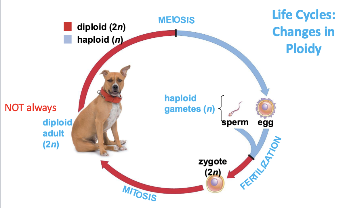 <ul><li><p>start with haploid gametes (n) </p></li><li><p>start out as potential future organisms in context of sperm from father & egg from mother </p></li><li><p>undergo fertilization (fuse)</p></li></ul><p></p>
