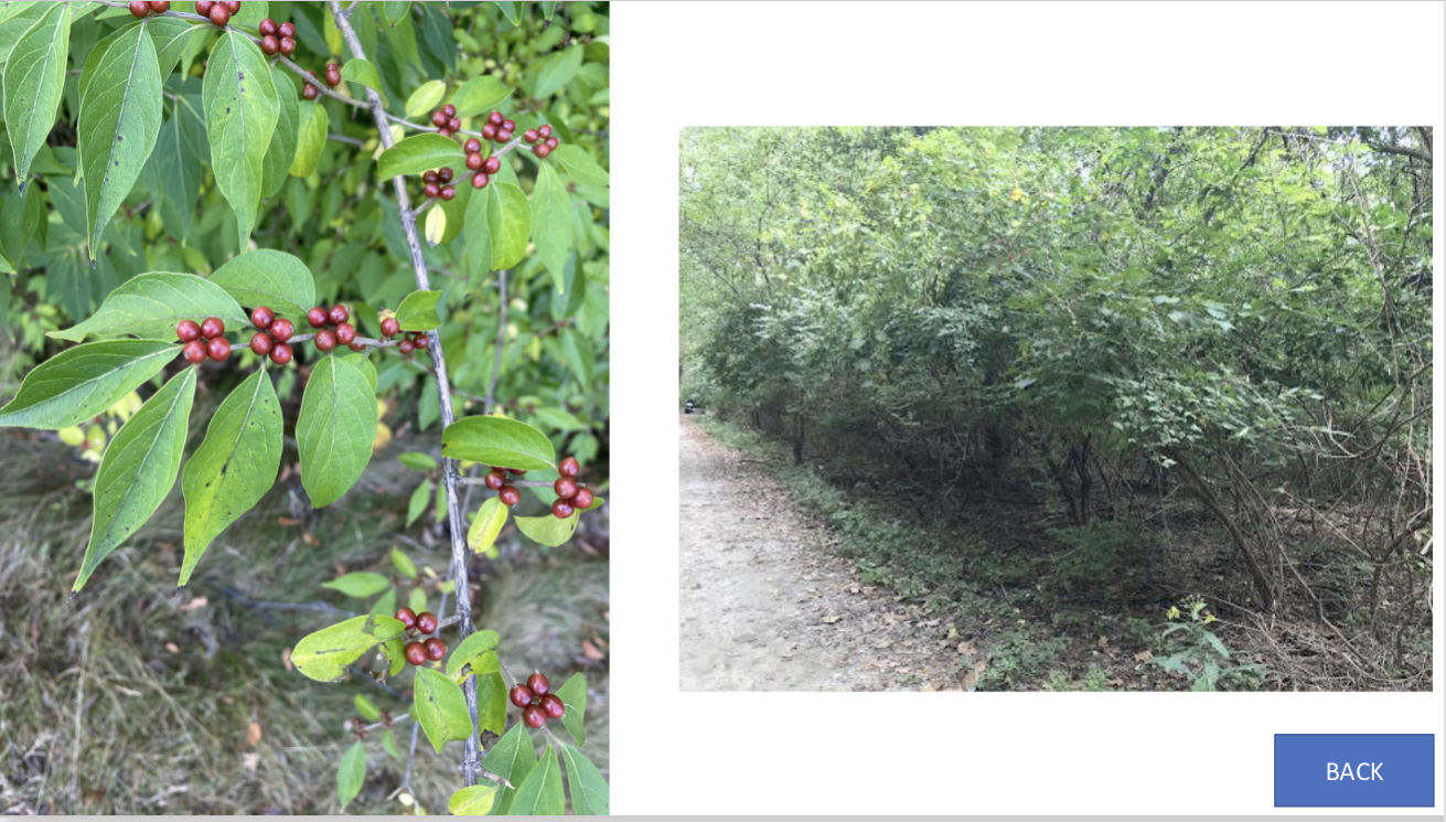 <p>What tree is this?</p>