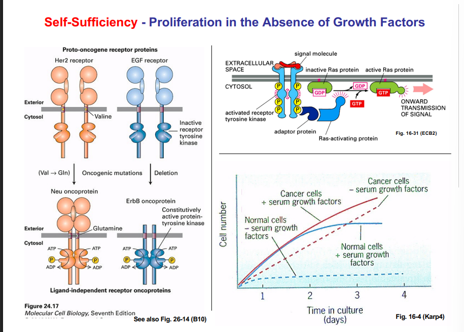 <p><span style="background-color: transparent;"><strong>The Hallmarks in Detail Hallmark </strong></span></p><p><span style="background-color: transparent;"><strong>1: Self-Sufficiency — Proliferation in the Absence of Growth Factors</strong></span></p>