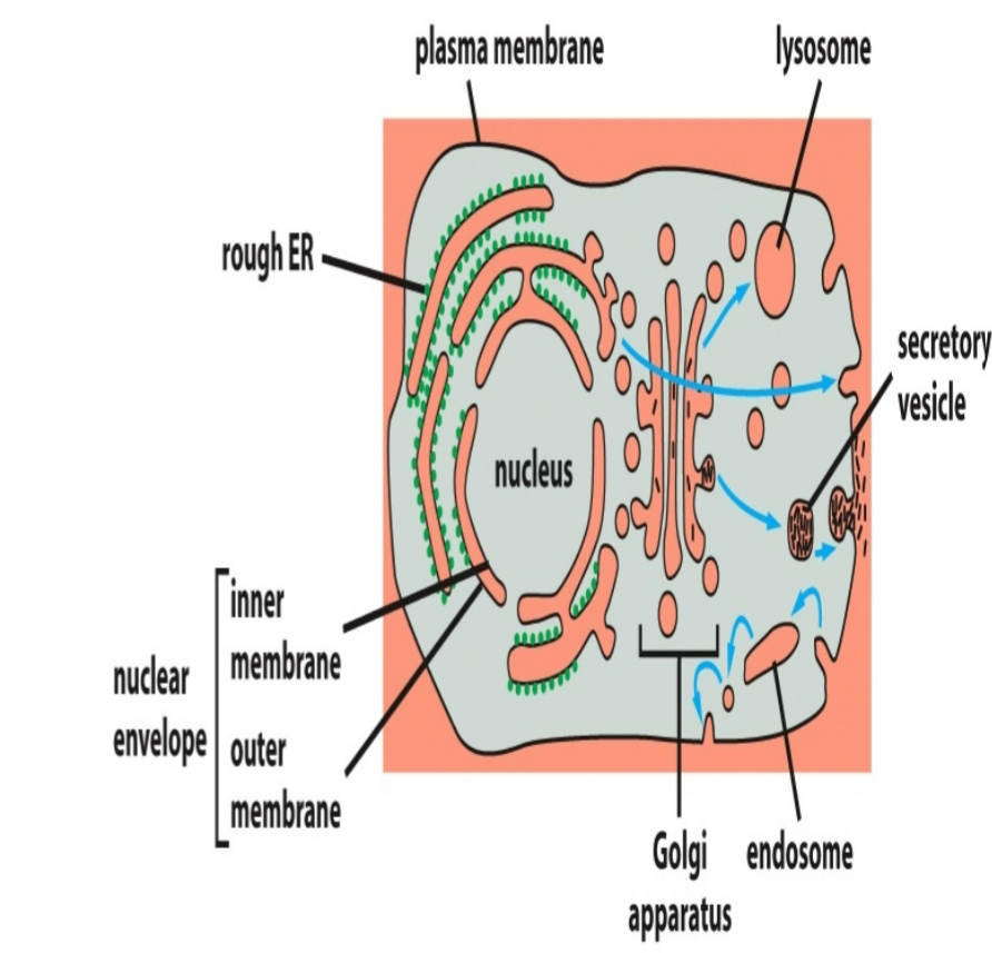 <ul><li><p>thread protein through usage of transporter for proteins to move from one face to another face </p></li><li><p>protein traffic between the cytosol and an organelle that is topologically different</p></li><li><p>occurs fthrough membrane-bound protein translocators</p></li><li><p>transported protein molecule usually must unfold to snake through translocator</p></li><li><p>ex: cytosol → ER; cytosol → mitochondria</p></li></ul><p></p>