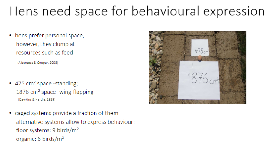 <p><strong>Personal Space</strong><br>ā<strong>Hens prefer personal space</strong> but will <strong>clump around resources</strong> such as feed</p><p><strong>Space Requirements</strong><br>ā<strong>Standing:</strong> ~475 cm² per hen<br>ā<strong>Wing-Flapping:</strong> ~1876 cm² per hen<br>ā<strong>Caged systems</strong> provide <strong>much less than required</strong><br>ā<strong>Alternative systems</strong> allow better expression:<br>āā<strong>Floor systems:</strong> 9 birds/m²<br>āā<strong>Organic systems:</strong> 6 birds/m²</p>