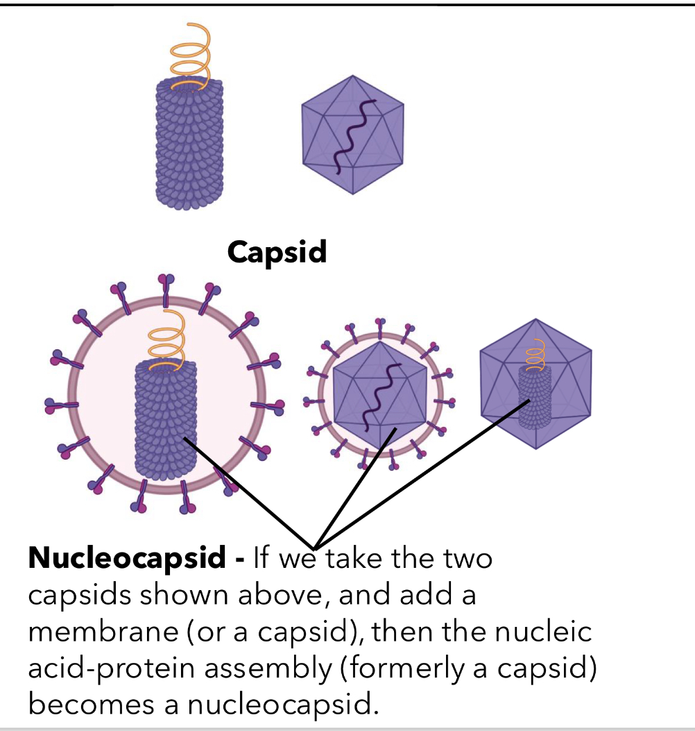 <p>capsid is outer protein shell surrounding viral nucleic acid genome protecting genome</p><p>can hv helical or icosahedral symmetry</p>