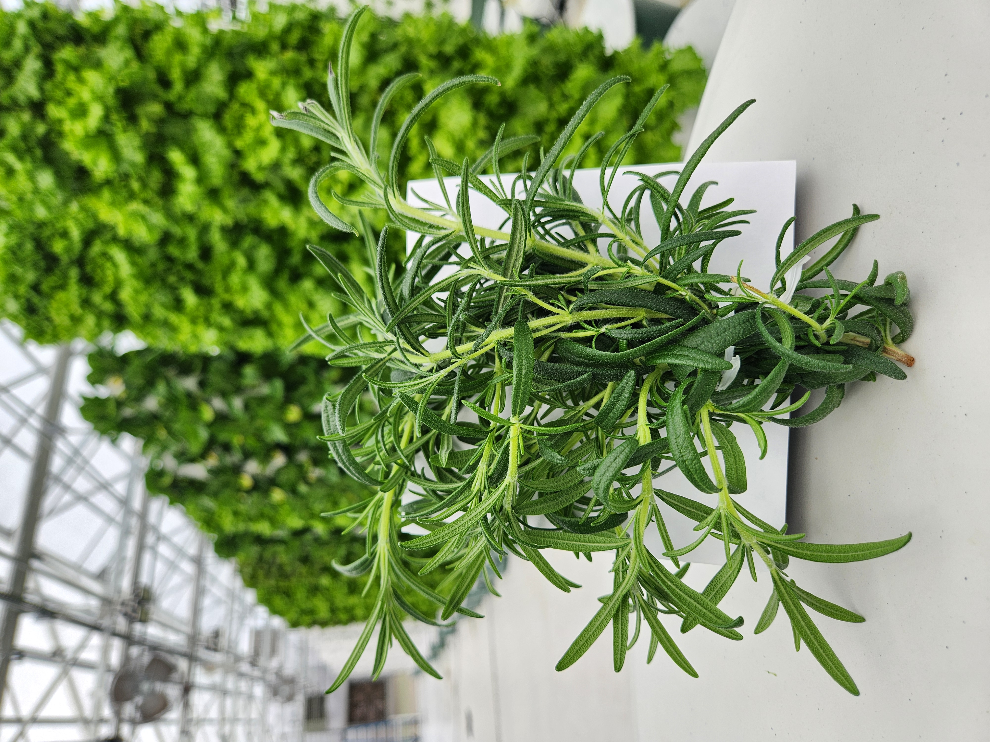 <p>Rosemary</p>