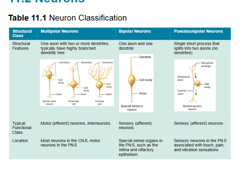 <p><span style="background-color: transparent;">one axon and one dendrite most are sensory, found in retina of eye and olfactory epithelium</span></p>