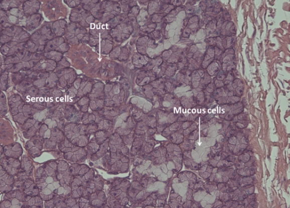 <p>what is this a sample of?</p>