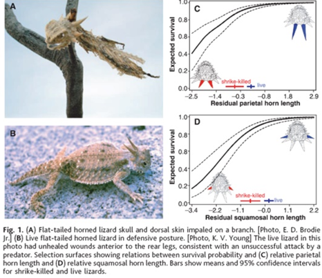 <p>What did the horned lizards study demonstrate?</p>