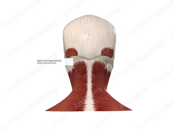 <p>Tendon-like sheet over the top of the skull.</p>
