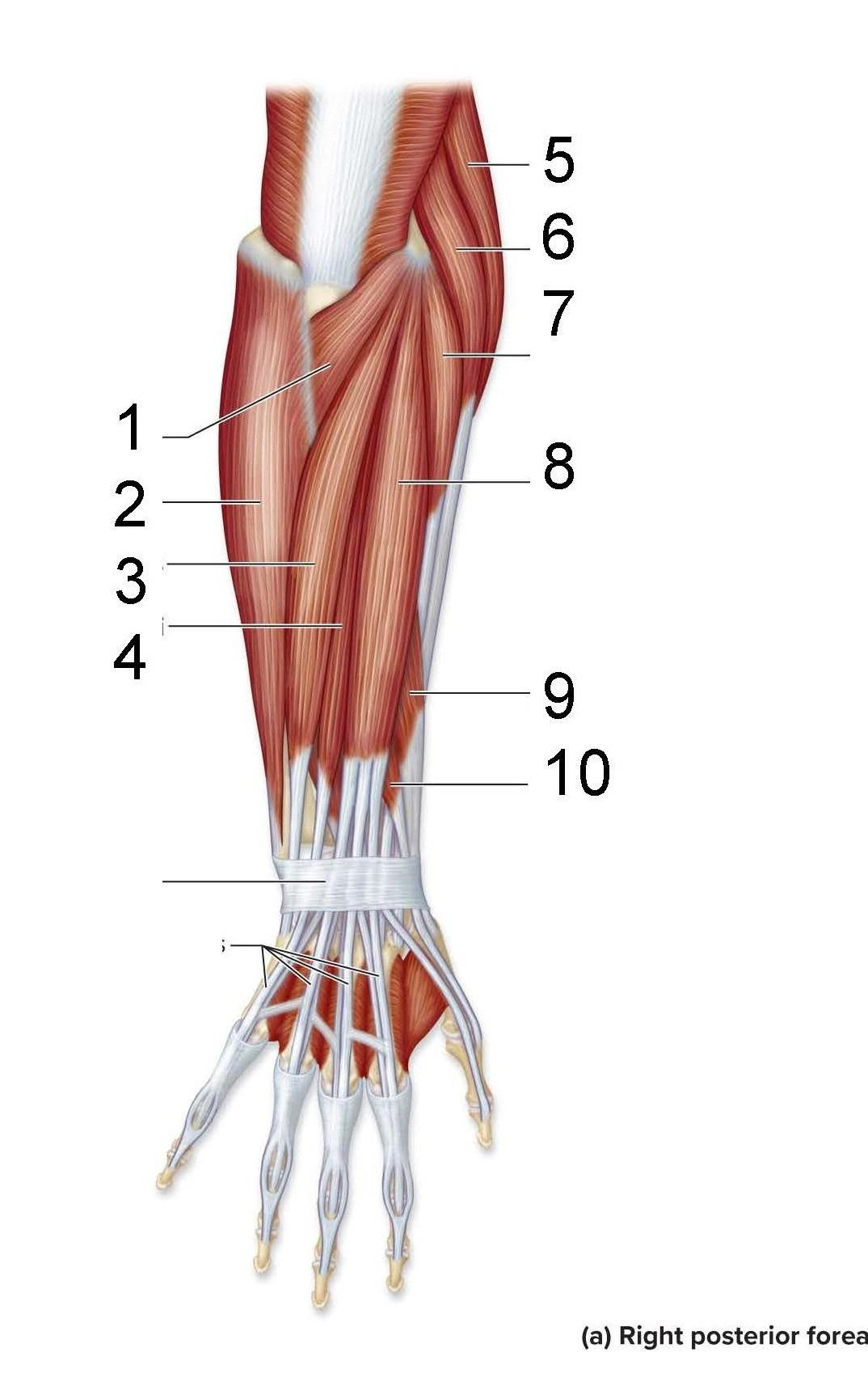 <p>What is identified in the photo 1-10</p>